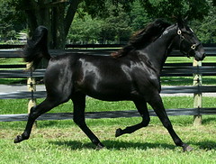 Southwind Pepino as yearling (Chocolatier x SW Pamona 2009)