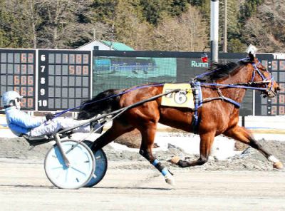 Charmed Life, harness racing